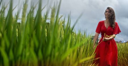 Beautiful and young female in dress on the green rice field. Traditional asian or indian job - collect rice, grain. Travel woman on the rice paddy. Rice field on the sunset. Girl walk at typical Asian hillside with rice farming, mountain shape green cascade rice field terraces paddies. Photo use for advertising printing, idea design, travel and moreの写真素材