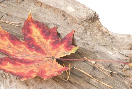 Red and yellow fallen leaf on wooden logs
