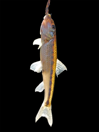 Freshwater fish hanging on a hook on a black background.                              