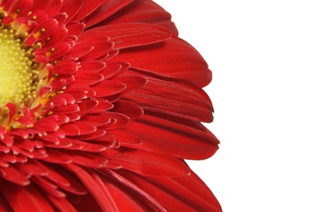Part of the flower red gerbera. Petals. Close-up.                               の写真素材