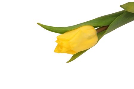 Flower yellow tulip  From the top right corner to the center                                の写真素材