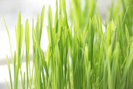 green lawn grass on a white background                               の写真素材