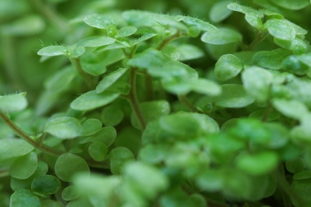 green shoots of the plant. Close-up.                               の写真素材