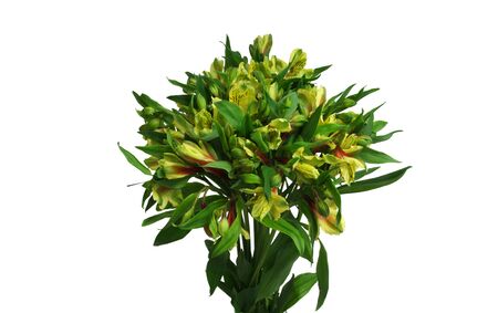 bouquet of yellow flowers. Isolated.                               の写真素材