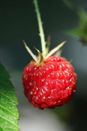 Raspberry on a bush in the garden                                   