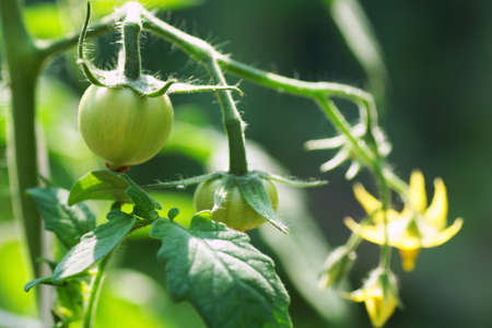 Tomato flowers and unripe fruit on the branch                               の写真素材