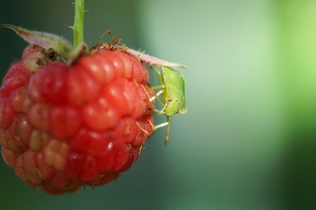 Green bug on the raspberries. Close-up.                               の写真素材