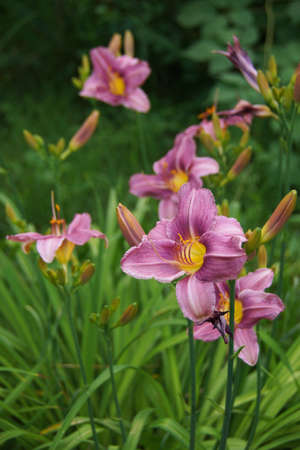 purple daylily on green grass                                  の写真素材