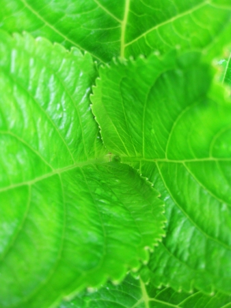 Rosette of green leaves. View from above.