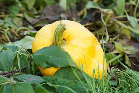 yellow pumpkins lying on the ground in the grass                               の写真素材