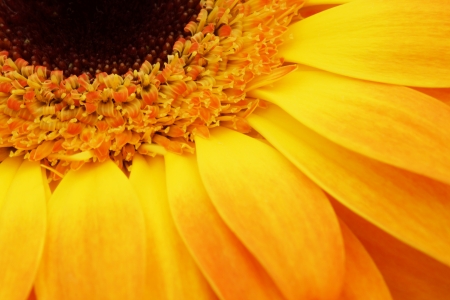 part of the flower gerbera. Orange                                    の写真素材