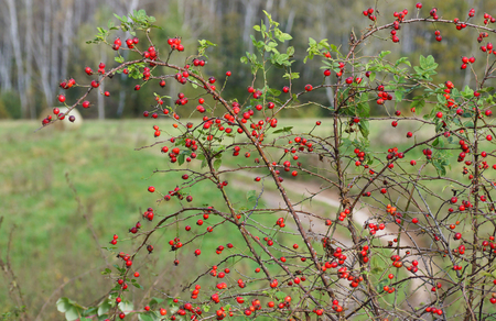 bush with berries of wild rose on a background of fields and forests                               
