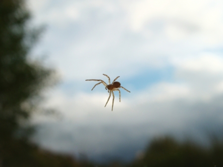Spider on a windowpane. Close up.                              の写真素材