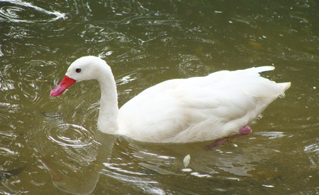 White swan swimming in the water. Close up.                               の写真素材