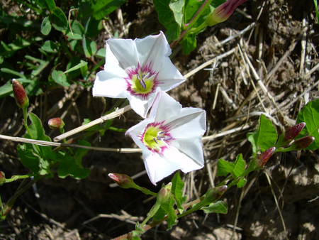 Bindweed flowers in the field. View from above.          