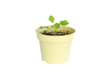 plant in a pot on a white background                               の写真素材