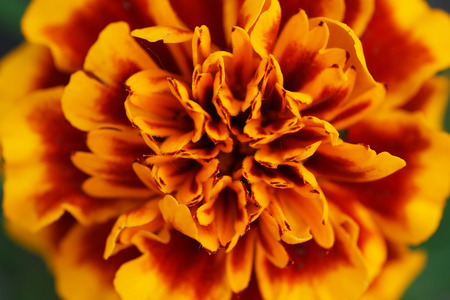 Marigold flower. Close up. View from above.                               の写真素材