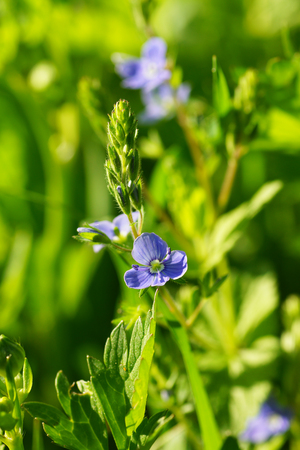 Blue flowers in the gardenの写真素材