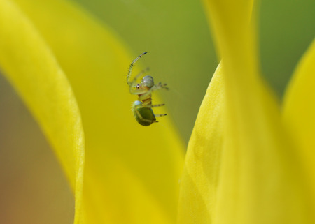 Green spider on yellow flower, Close upの写真素材