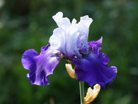 Purple iris flower in the garden. Macro.                          の写真素材