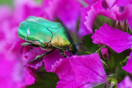 Green beetle on a pink flower. Close-up.                               の写真素材