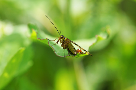 Beetle on a green leaf. Close up.                             の写真素材