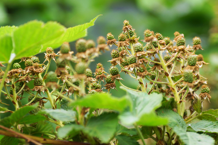 unripe blackberries on green bush                               の写真素材
