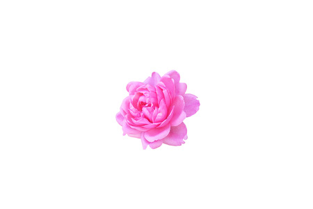 Pink rose bud. Isolated on white.の写真素材