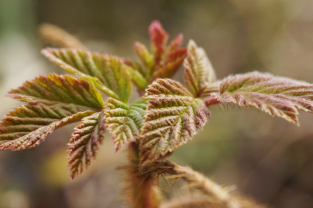 Part houseplant geranium macro. View from above.の写真素材