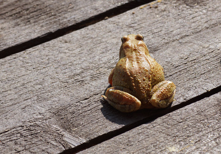 Frog sitting on a wooden surface. Close-up.の写真素材