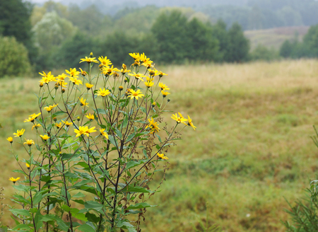 Yellow flowers on a background field. Close-up.
