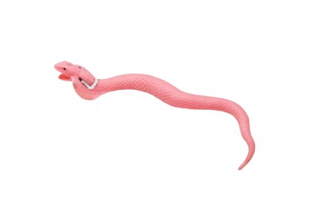 Toy pink snake. Isolated on white.の写真素材
