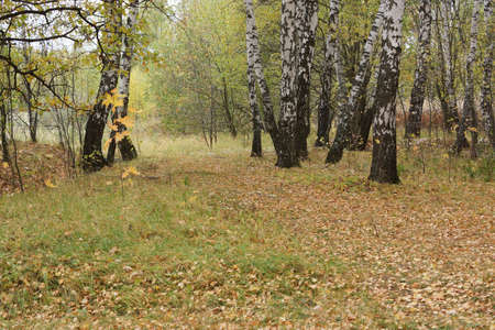 Trees in a forest in autumn. Birches.の写真素材