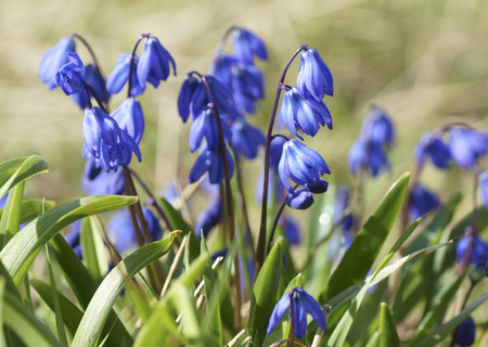 Blue flower on a green background. Close up.
