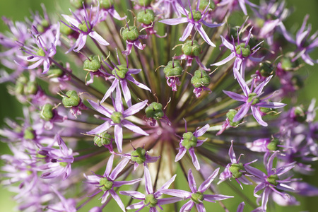 Purple flower in a garden. Macro.