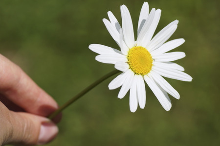 Daisy flower in her hand. Close-up.の写真素材