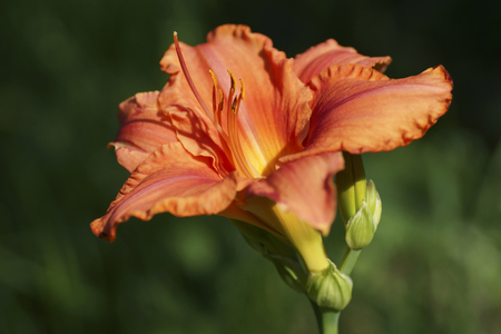 Orange daylily in the garden. Close-up.の写真素材