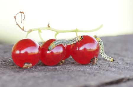 Caterpillar on red currant berries. Close-up.