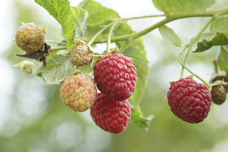 Raspberry on a bush in the garden. Macro.