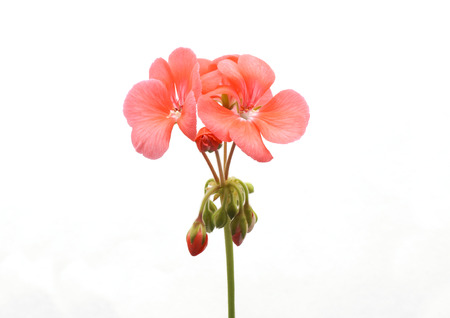 Pink geranium flower. Isolated on white.の写真素材