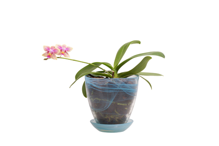 Flower orchid. Purple. On white background. Isolated.                               の写真素材