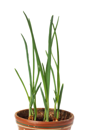 A green onion grows in a pot. Isolated on white.の写真素材