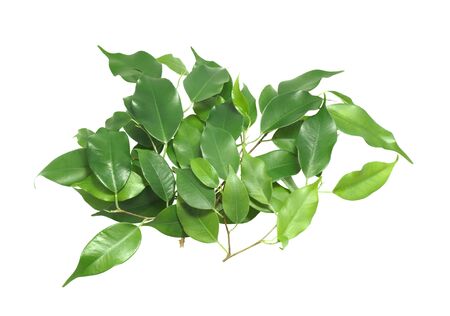 Houseplant ficus. Isolated on white.の写真素材