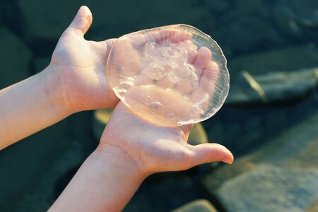 Medusa in the hands of a child. Close-up.の写真素材