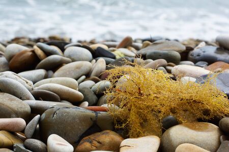 Sea pebbles and algae by the sea. Close-up.の写真素材