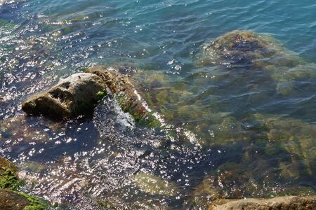 Sea pebbles and algae by the sea. Close-up.の写真素材