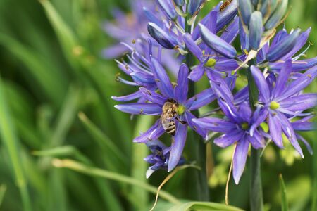 A bee sits on a blue flower in the garden in the garden. Close-up.の写真素材