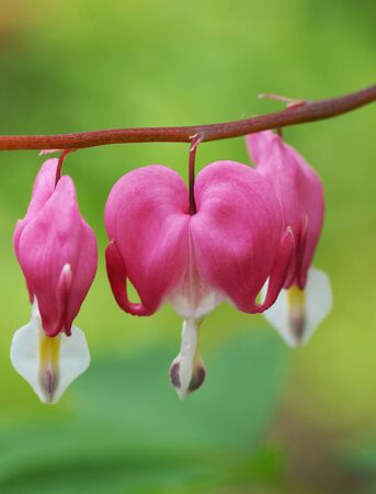 Pink flower in the garden. Close-up.の写真素材