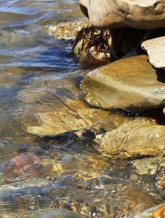 Sea stones, water and algae. Close-up.の写真素材