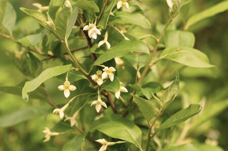 Small yellow flowers on a bush. Close-up.の写真素材
